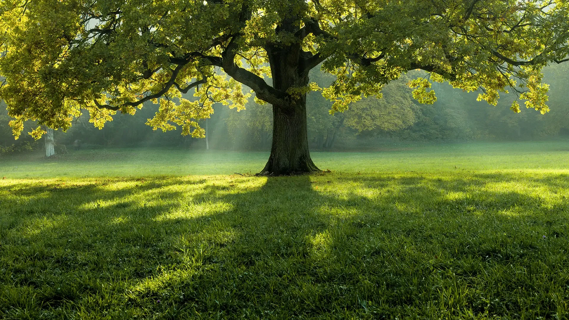 Mature tree standing in open parkland.