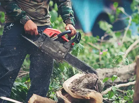 Chainsaw cutting through a felled tree trunk.