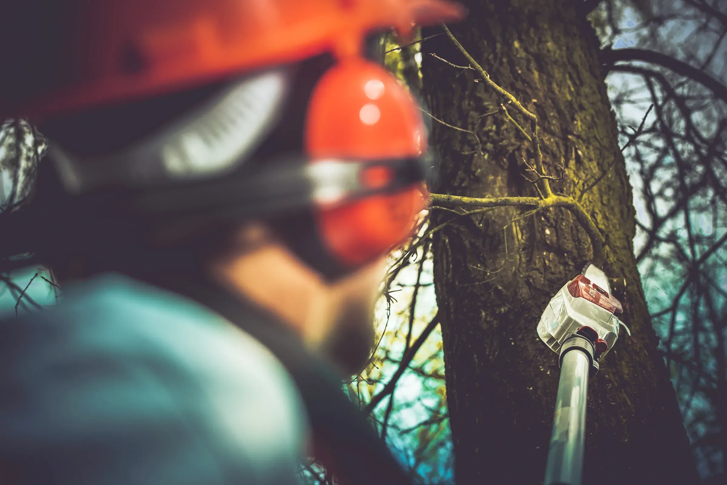 Arborist climbing into position to begin cutting.