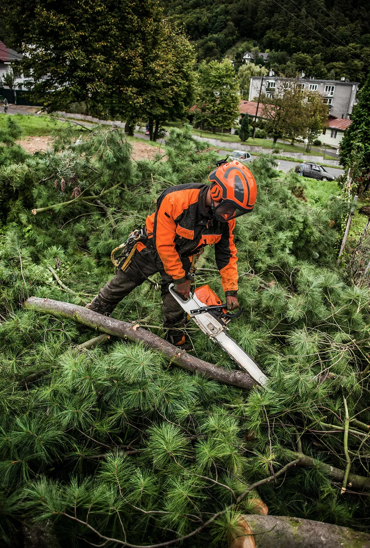 Chainsaw cutting through a felled tree trunk.