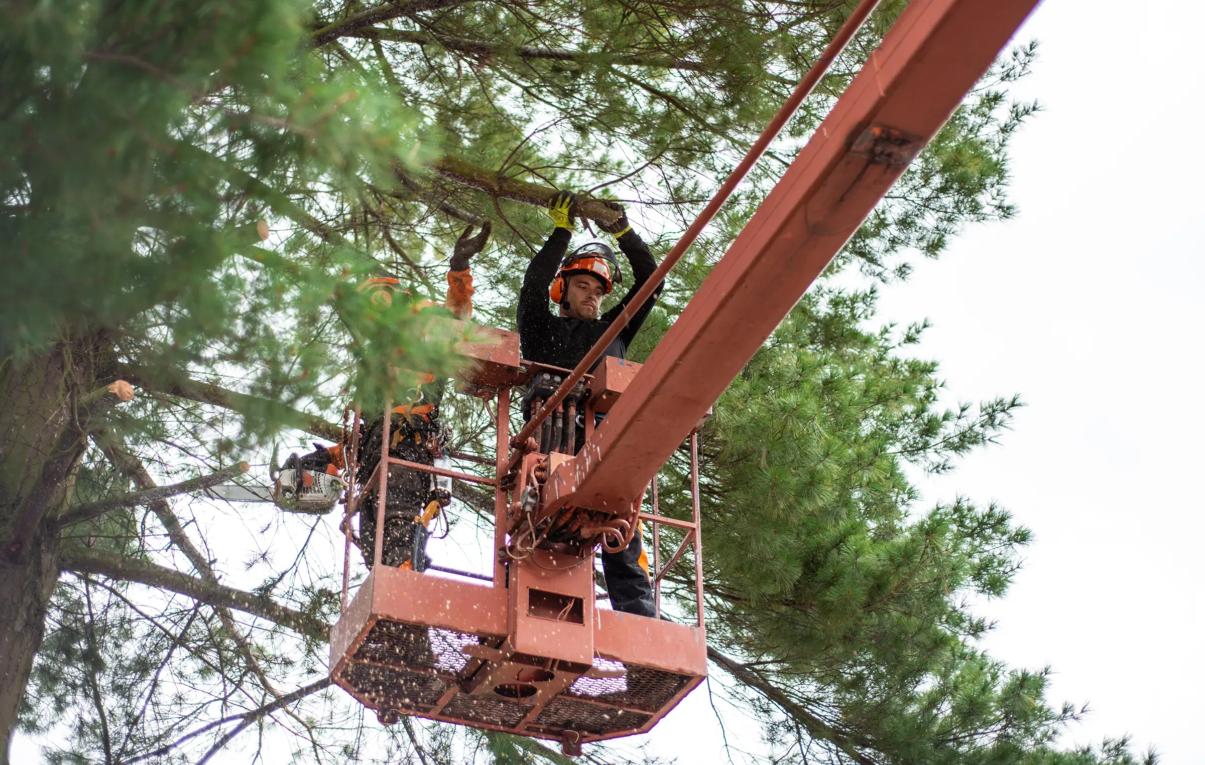Farrelly Bros crew working from an aerial lift, cutting back a mature pine.