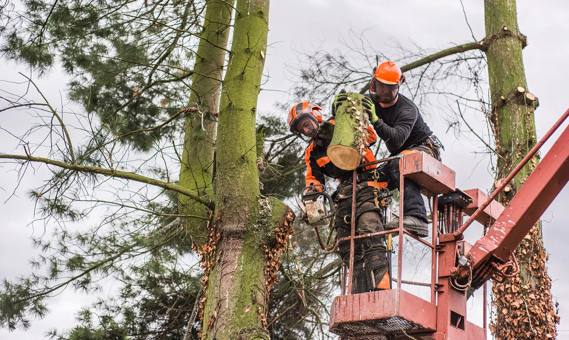 Farrelly Bros crew working from an aerial lift, cutting back a mature tree.